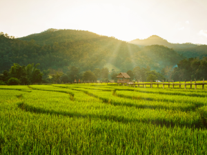 Boon Ko Ku So Bridge